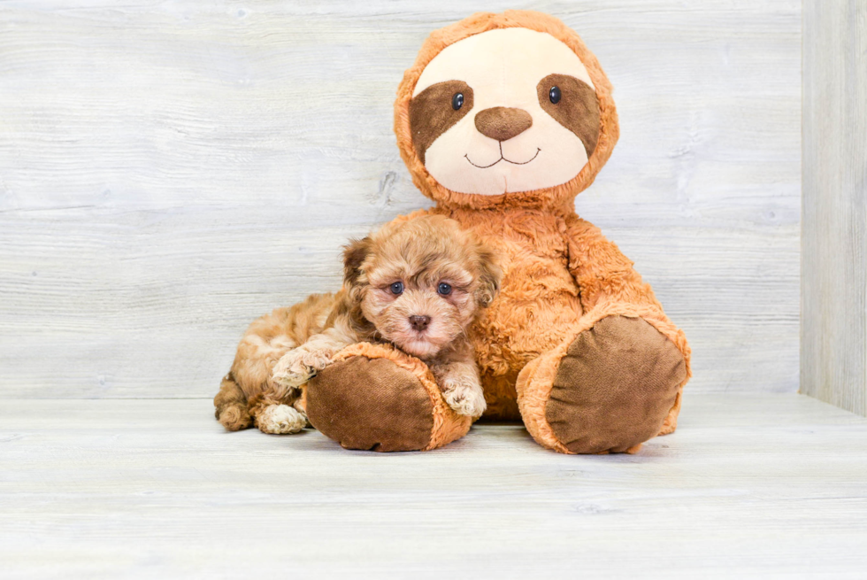 Energetic Havanese Poodle Mix Puppy