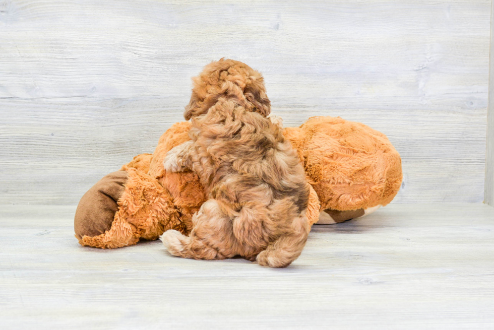 Popular Havapoo Poodle Mix Pup