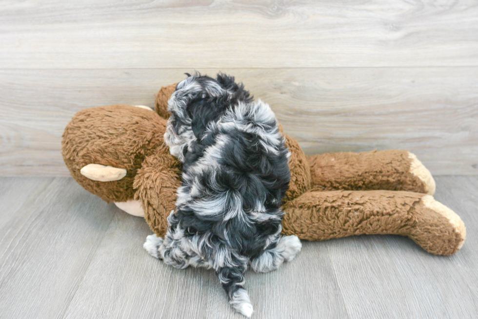 Popular Havapoo Poodle Mix Pup