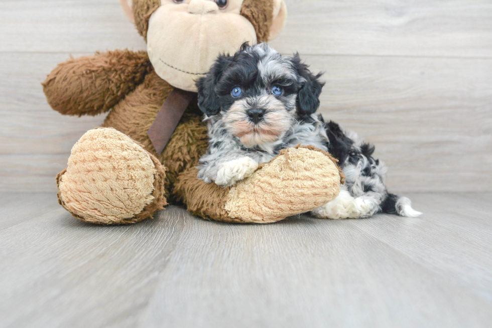 Popular Havapoo Poodle Mix Pup