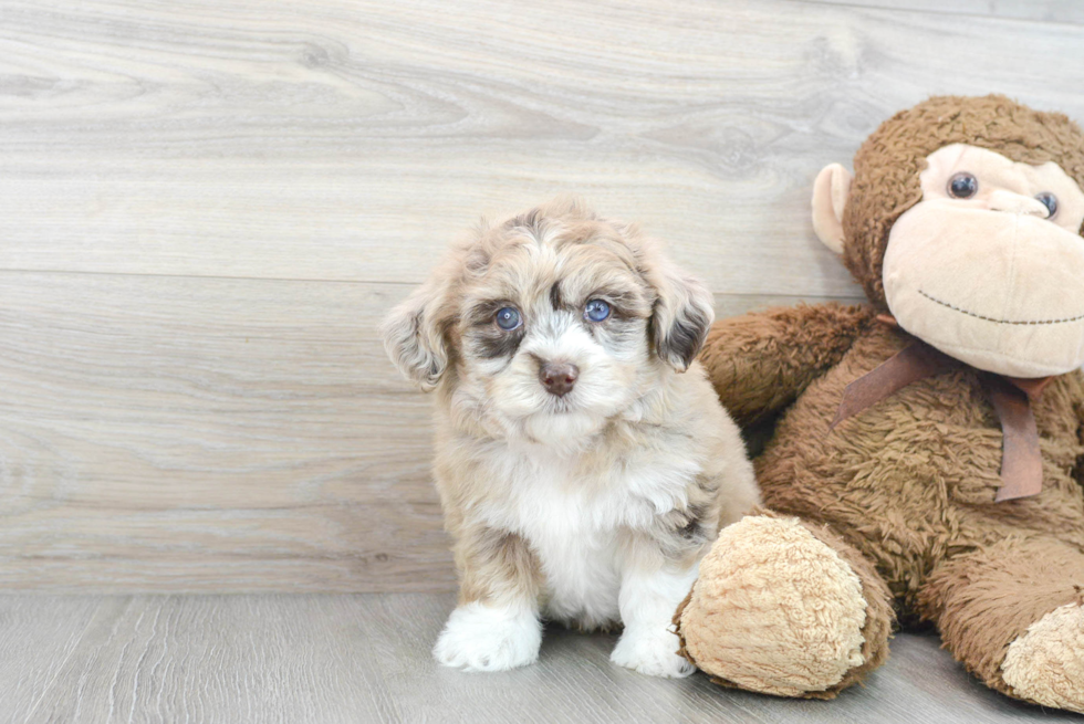 Adorable Havadoodle Poodle Mix Puppy