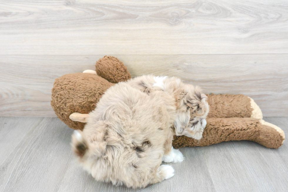 Little Havanese Poodle Mix Puppy