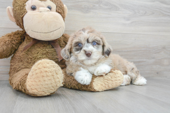 Playful Havanese Poodle Mix Puppy