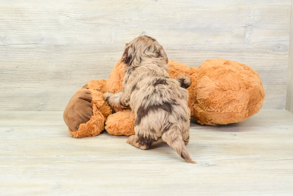 Adorable Havanese Poodle Mix Puppy