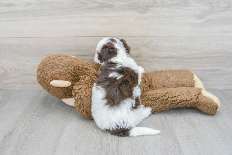 Little Havanese Poodle Mix Puppy