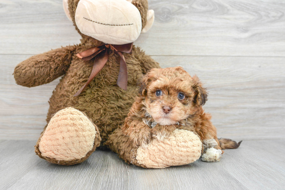 Hypoallergenic Havanese Poodle Mix Puppy