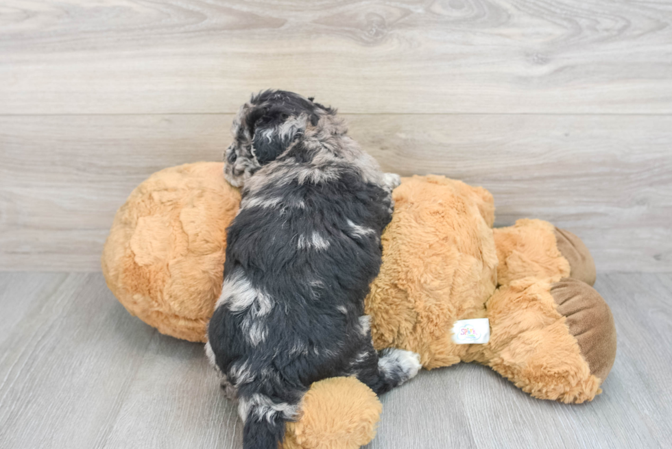 Havapoo Puppy for Adoption