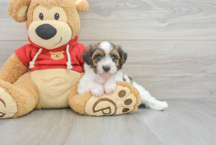 Fluffy Havapoo Poodle Mix Pup