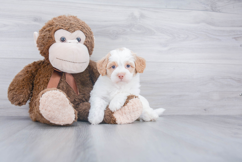 Popular Havapoo Poodle Mix Pup