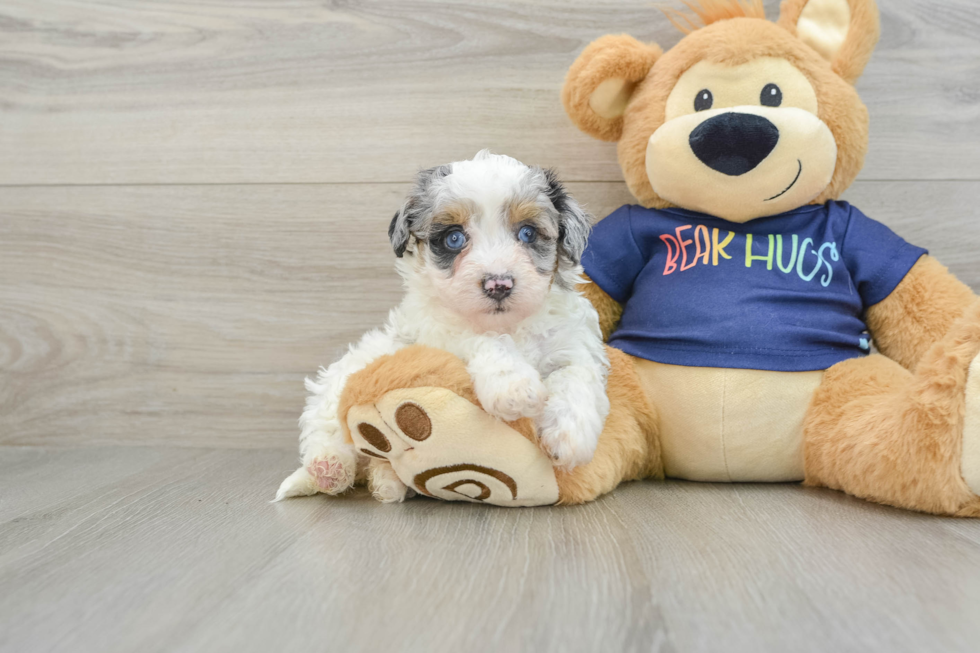 Hypoallergenic Havadoodle Poodle Mix Puppy