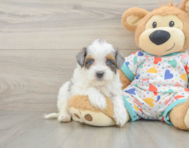 9 week old Havapoo Puppy For Sale - Premier Pups