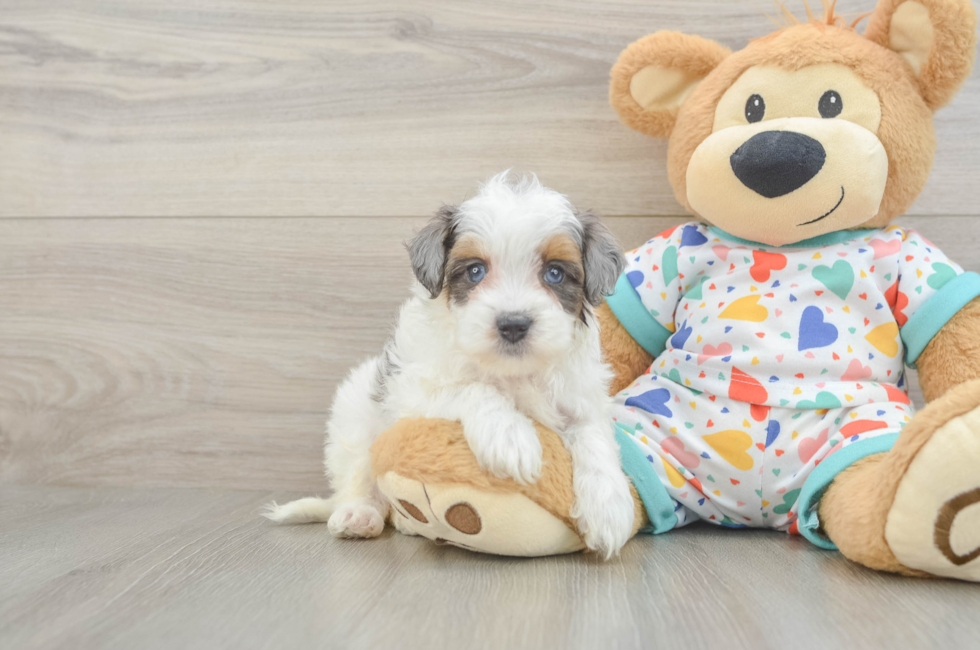 6 week old Havapoo Puppy For Sale - Premier Pups