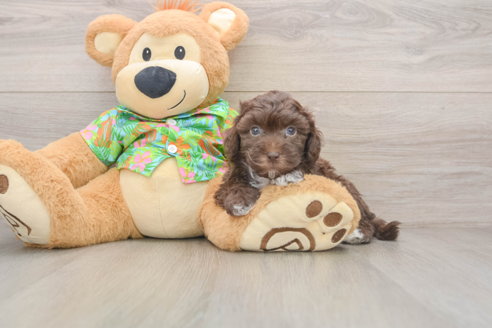 Havapoo Pup Being Cute