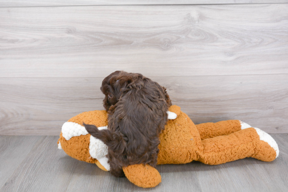 Smart Havapoo Poodle Mix Pup