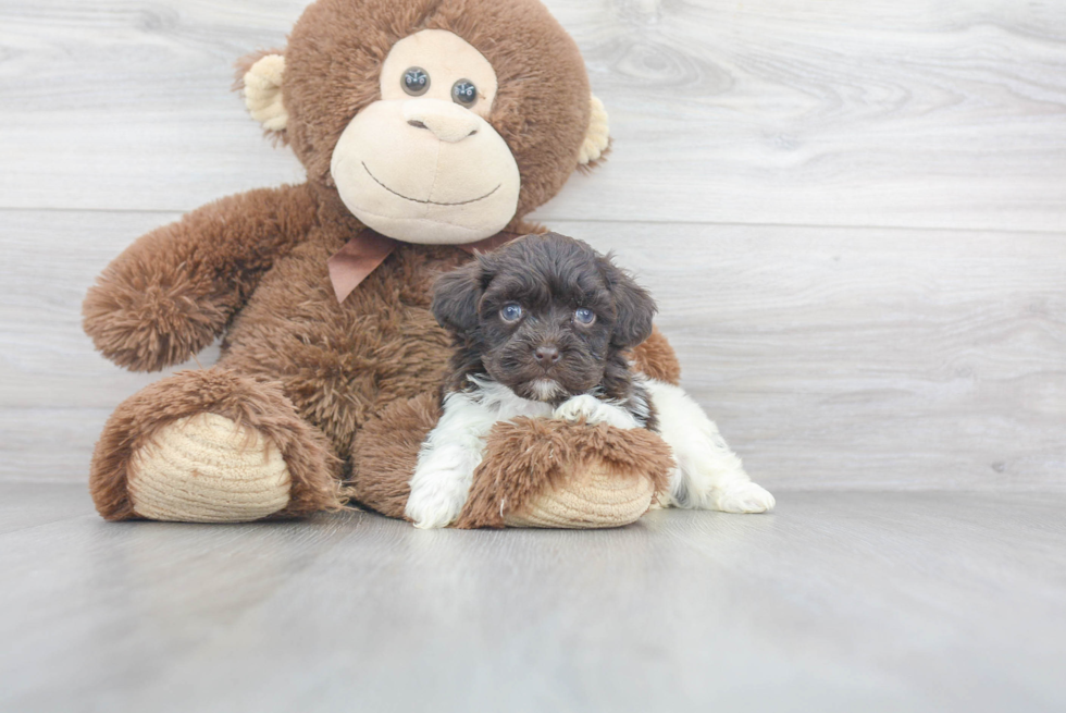 Funny Havapoo Poodle Mix Pup