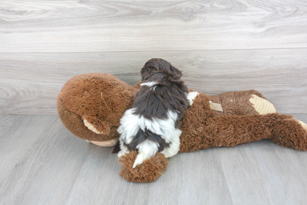 Fluffy Havapoo Poodle Mix Pup