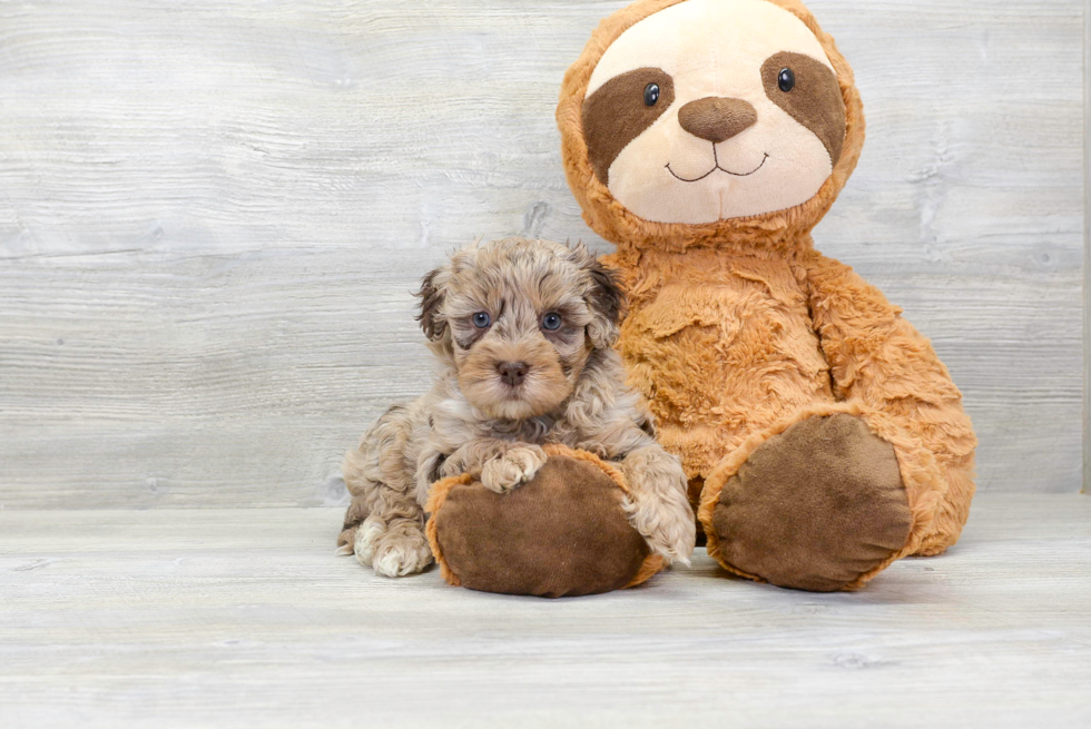 Popular Havapoo Poodle Mix Pup