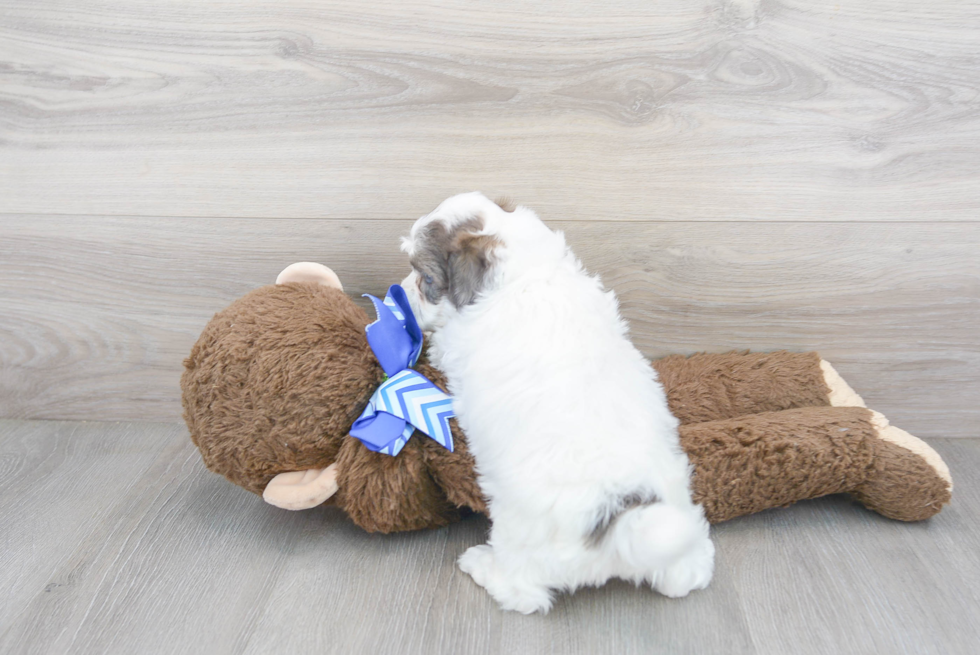 Cute Havanese Poodle Mix Puppy
