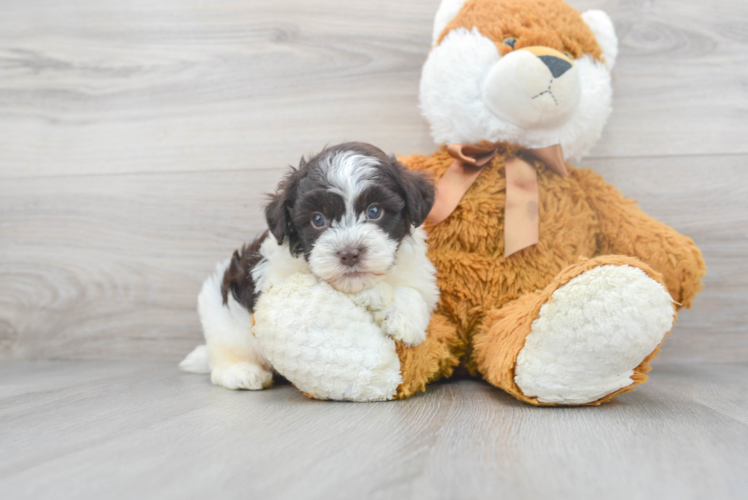 Hypoallergenic Havadoodle Poodle Mix Puppy