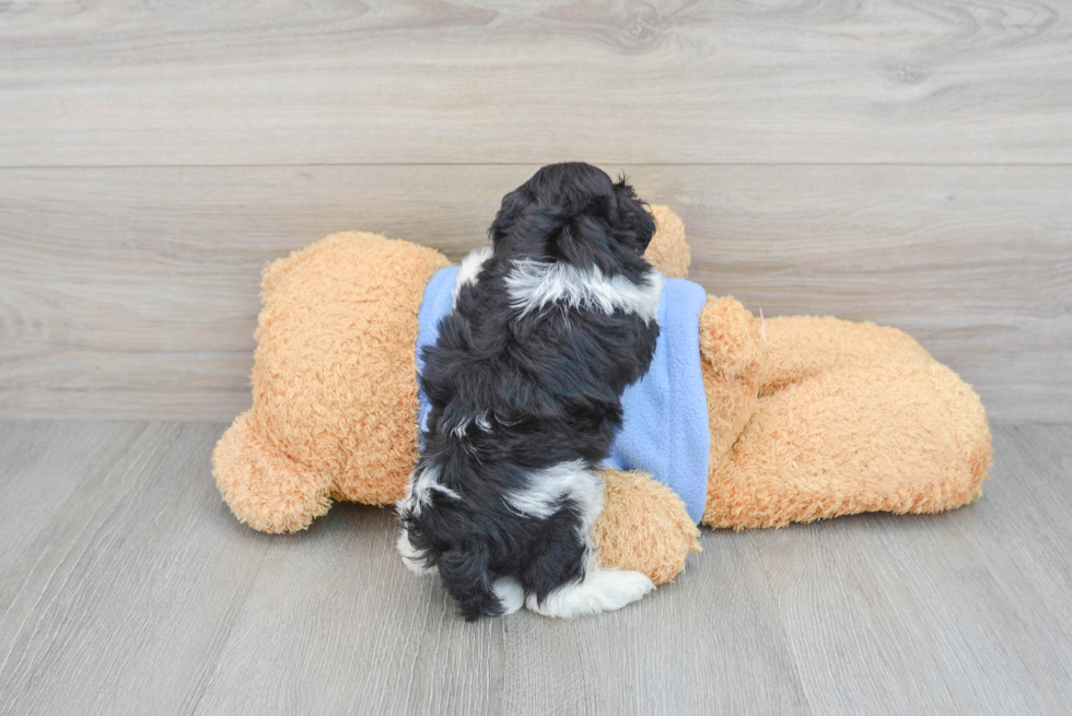 Popular Havapoo Poodle Mix Pup