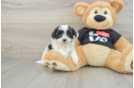 Energetic Havadoodle Poodle Mix Puppy