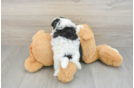 Popular Havapoo Poodle Mix Pup