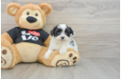 Playful Havadoodle Poodle Mix Puppy
