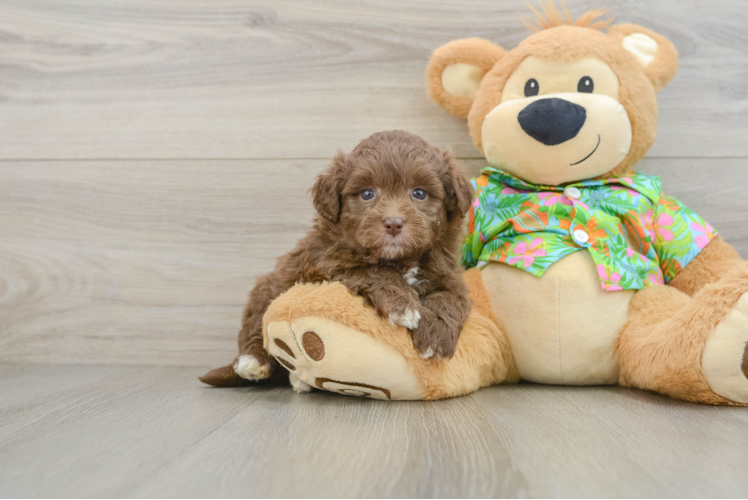 Havapoo Pup Being Cute