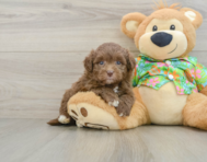 6 week old Havapoo Puppy For Sale - Premier Pups