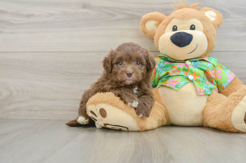 5 week old Havapoo Puppy For Sale - Premier Pups