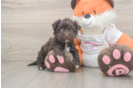 Havapoo Pup Being Cute