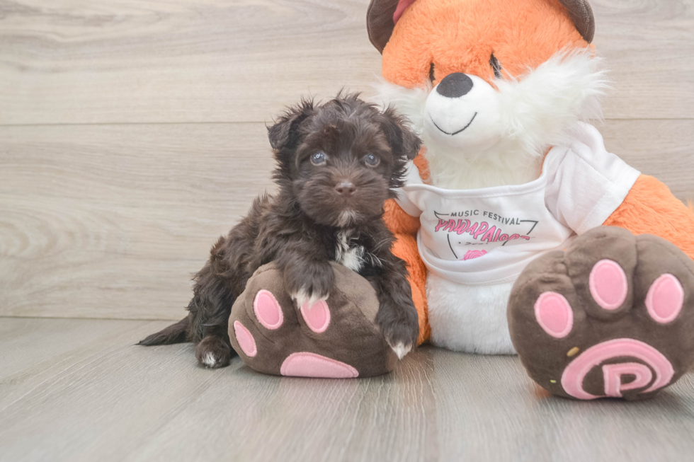 Havapoo Pup Being Cute