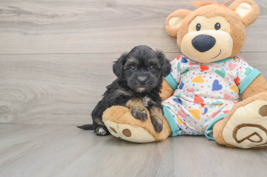 Havapoo Pup Being Cute