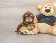 7 week old Havapoo Puppy For Sale - Premier Pups