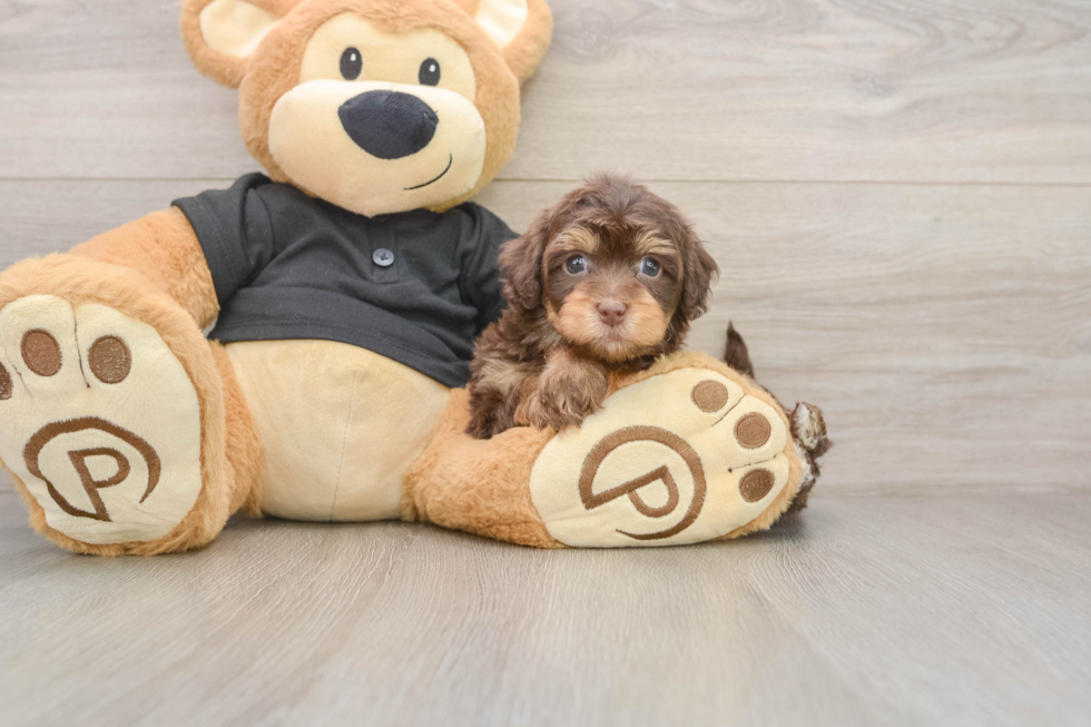 Havapoo Pup Being Cute