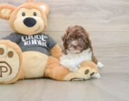 8 week old Havapoo Puppy For Sale - Premier Pups