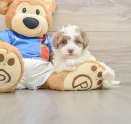 5 week old Havapoo Puppy For Sale - Premier Pups