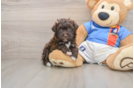 Fluffy Havapoo Poodle Mix Pup