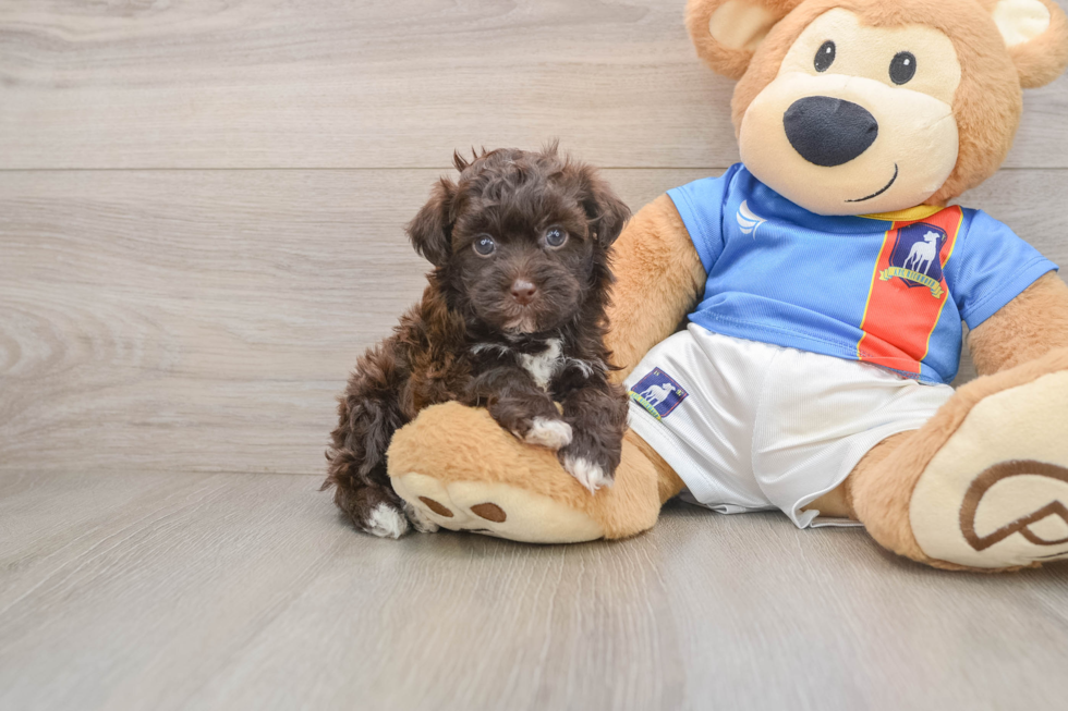 Fluffy Havapoo Poodle Mix Pup