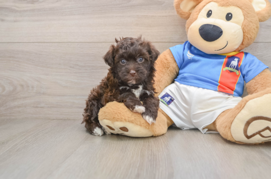 Fluffy Havapoo Poodle Mix Pup