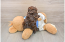 Havapoo Puppy for Adoption
