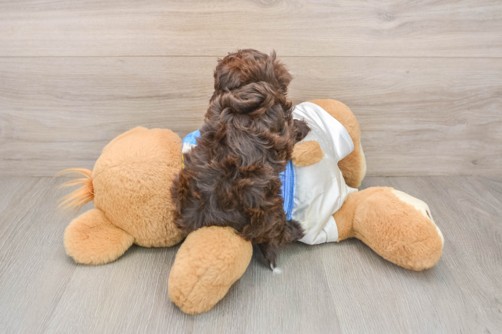 Havapoo Puppy for Adoption