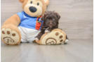 Smart Havapoo Poodle Mix Pup