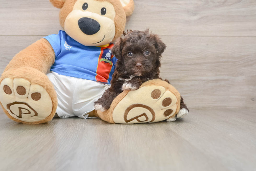 Smart Havapoo Poodle Mix Pup
