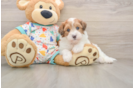 Best Havapoo Baby