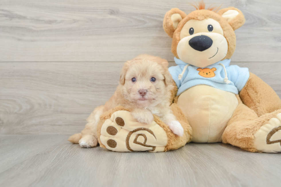 Little Havadoodle Poodle Mix Puppy