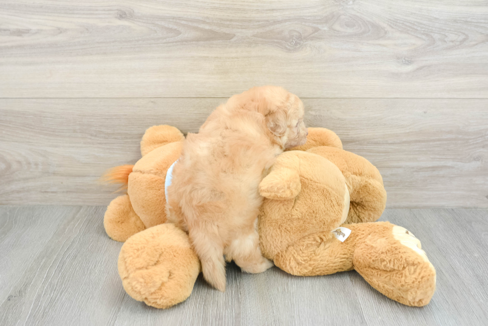 Adorable Havadoodle Poodle Mix Puppy