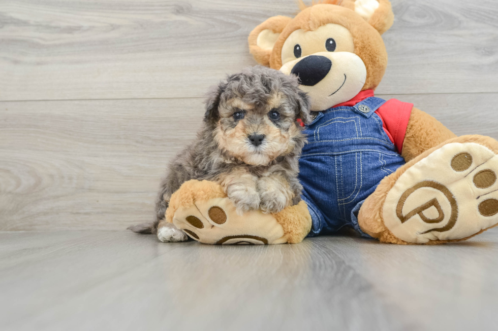 Fluffy Havapoo Poodle Mix Pup