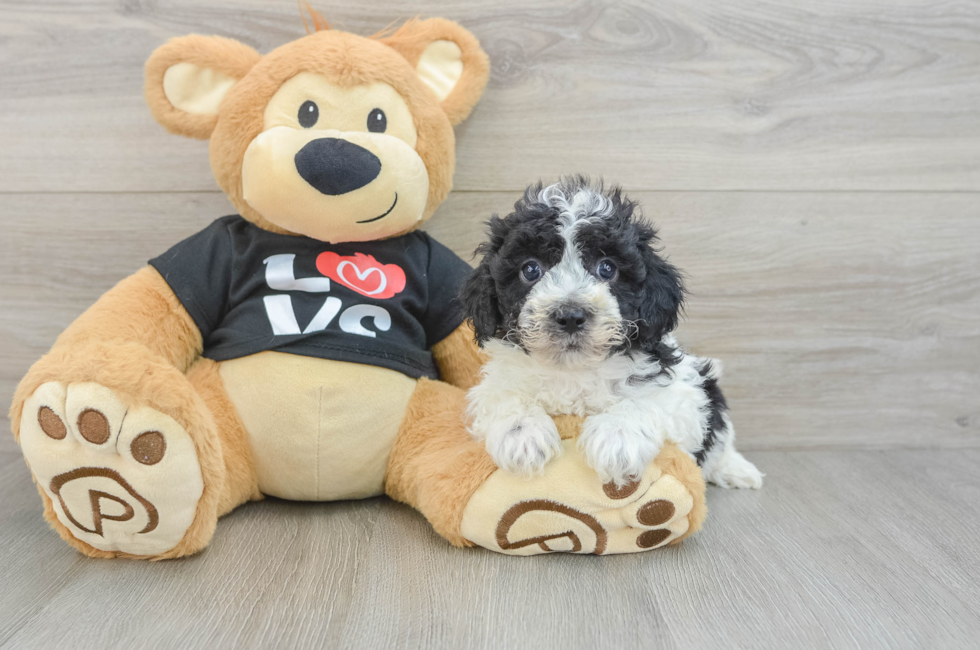 5 week old Havapoo Puppy For Sale - Premier Pups