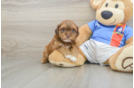 Havapoo Pup Being Cute
